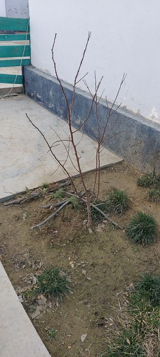 Продам абрикос-деревья