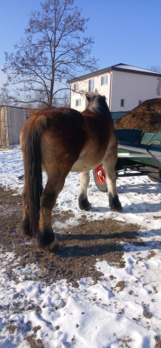 De vanzare iapa de 8 ani