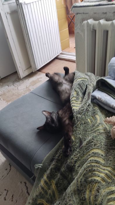 Отдам кошку в добрые руки