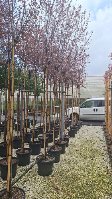 Catalpa ,prunus pisardis, palmieri ,Măslini