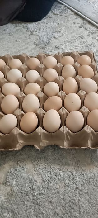 Бройлер РОС 308 жұмыртқасы