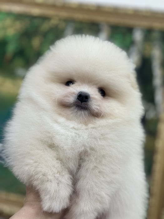 Красивые малыши шпица