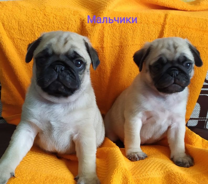 Продам щенков мопса.