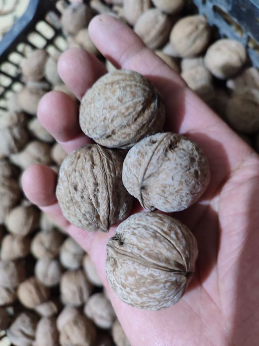 Гретские Орехи крупные