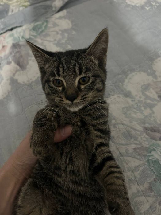 Mushu bolachalari hadyaga