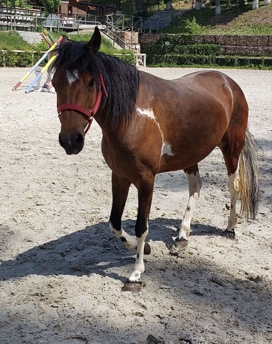 Vand iapa tanara va rog sunati cu incredere