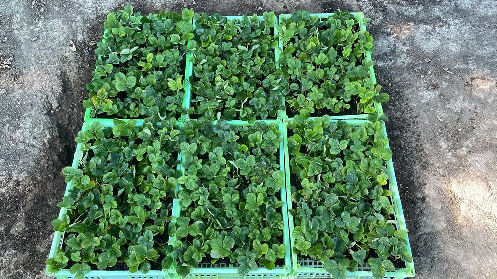 Клубника Мурано