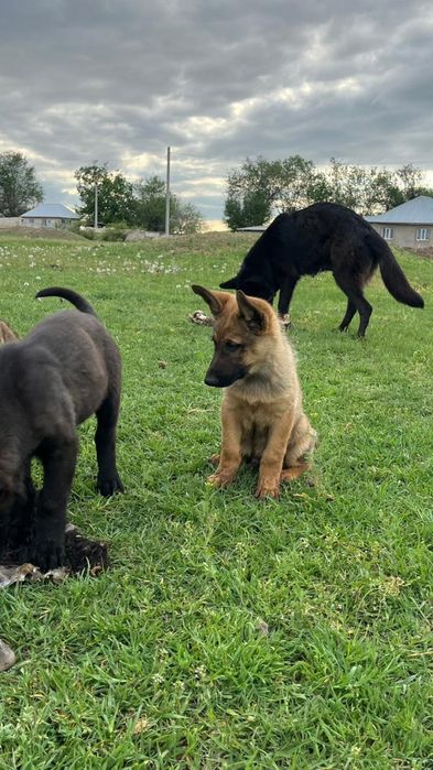 Бельгиски овчарка