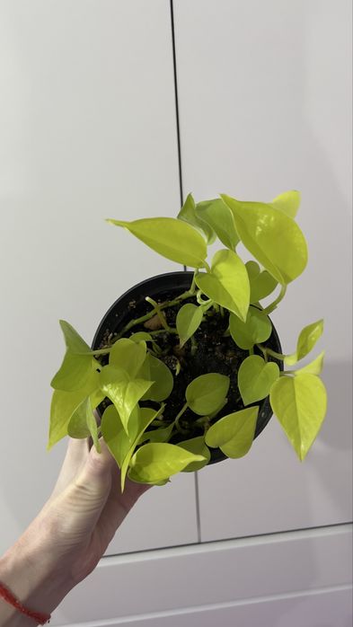 Неон — цветок, лиана