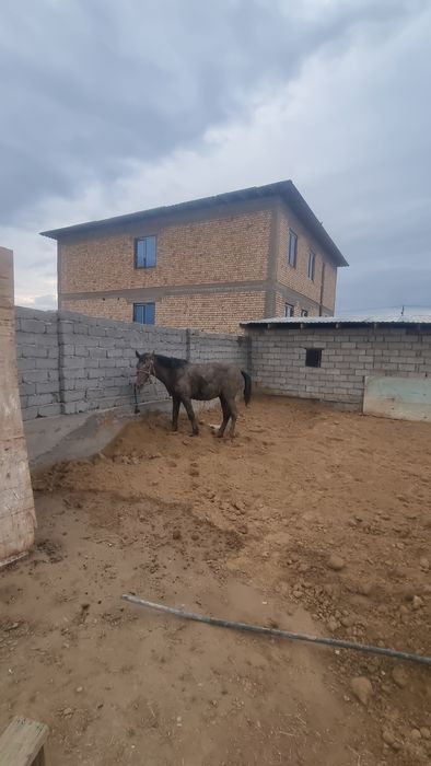 Палтарашка сойылатын
