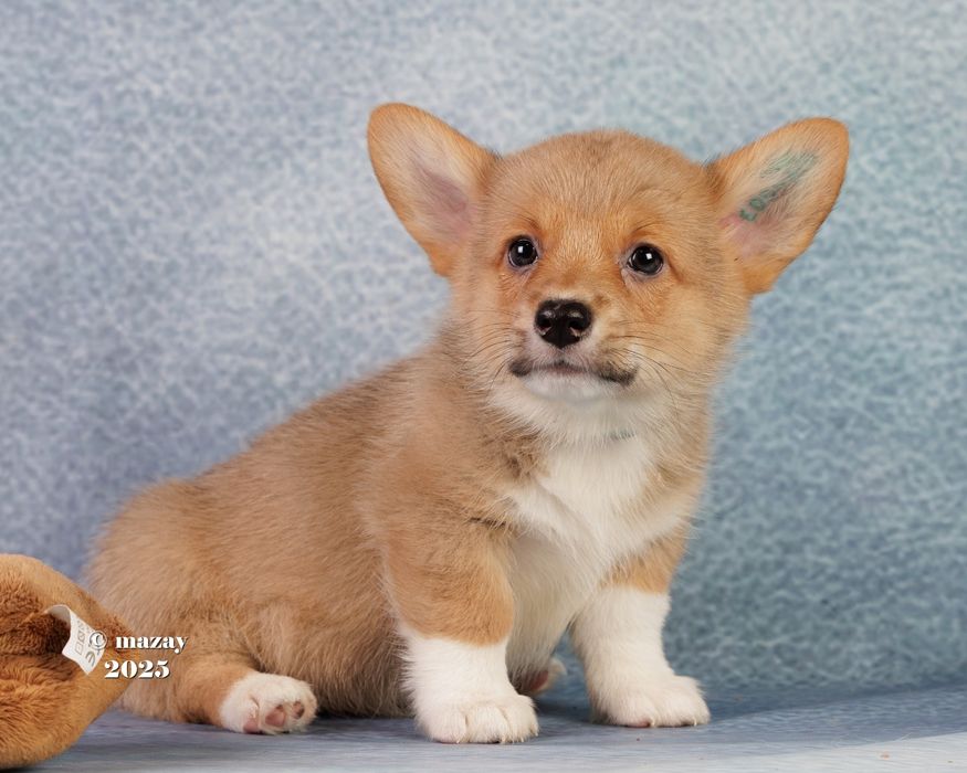 Шикарные щенки Корги.