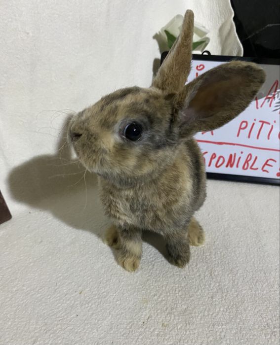Iepurași Rex pitic disponibili ! Cluj-Napoca • OLX.ro