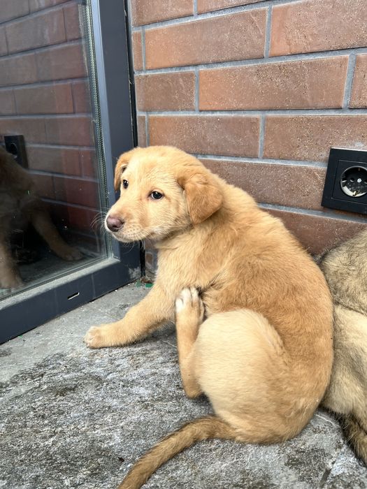 Щенки в добрые руки