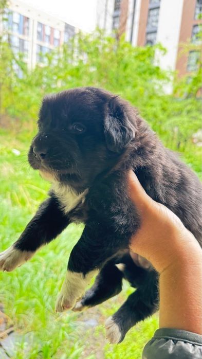 Щенки и мама ищут Дом