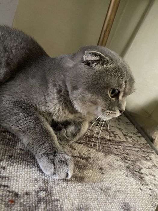 Шотландец вислоухий скоттиш фолд