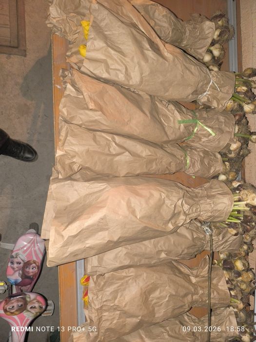 Тюльпаны оптом по 400