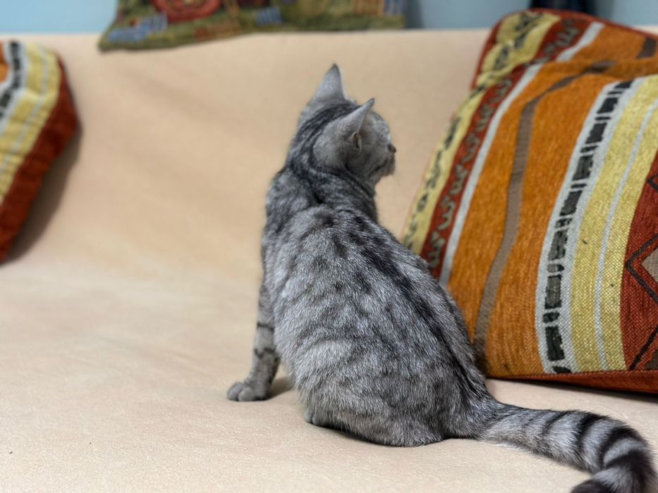 Кошечка ищет дом