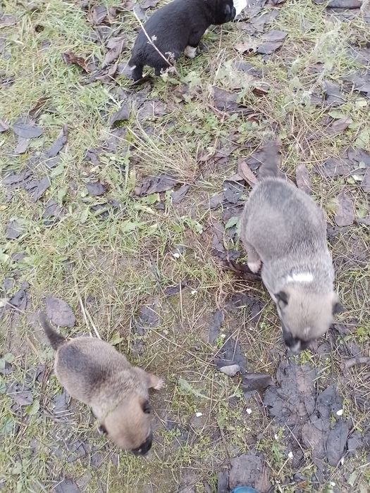 Donez catei talie mica, medie