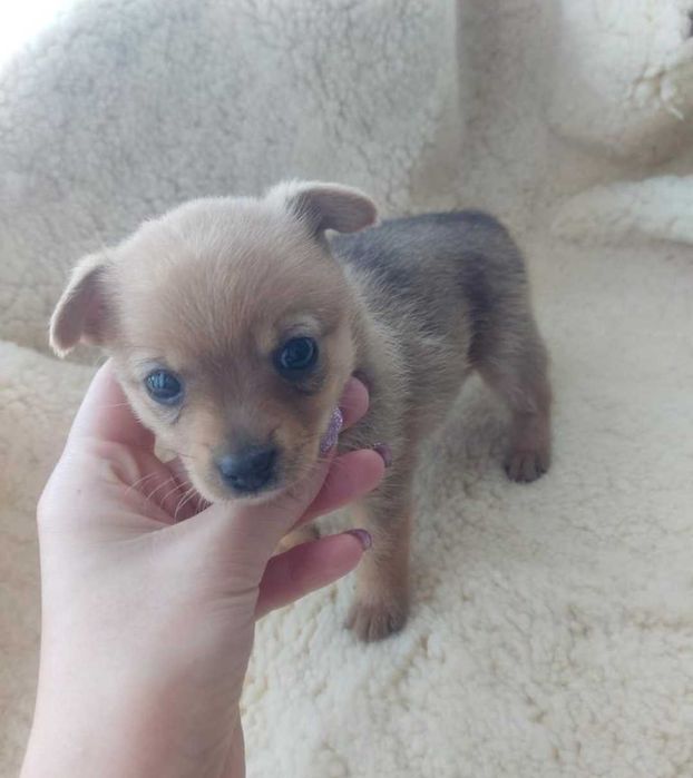 Щенок в добрые руки