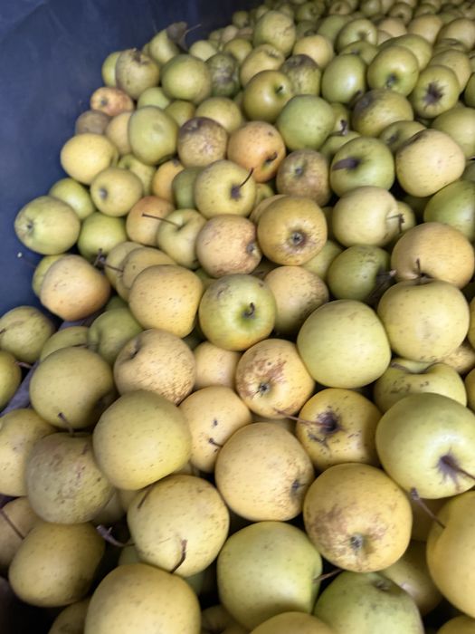 Mere golden de vanzare