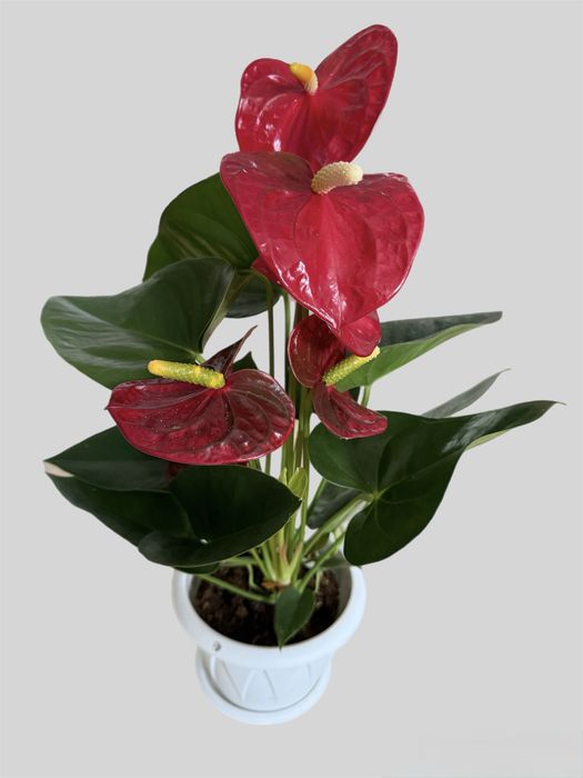 Антурим или мужское счастье