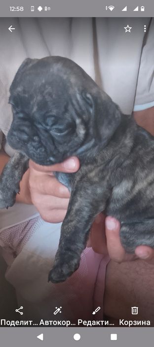 Продам щенков французского бульдога