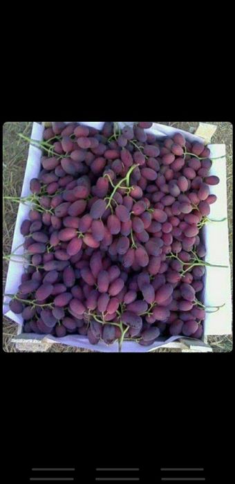 Uzum  kòcatlari va qalamchasi ZARKENT