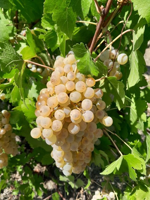 Vindem struguri  de vin