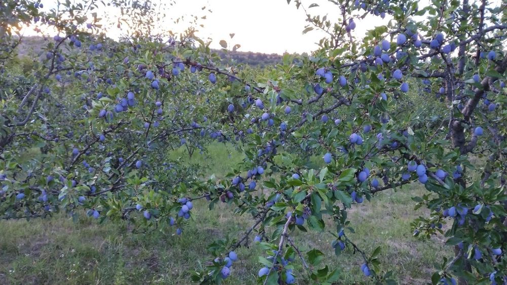 Продавам синя слива за ракия и компоти