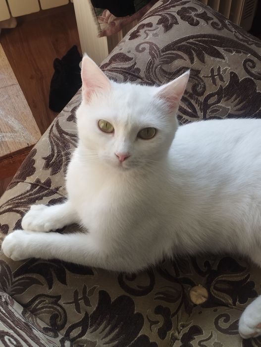 Отдам кошку (взрослую)