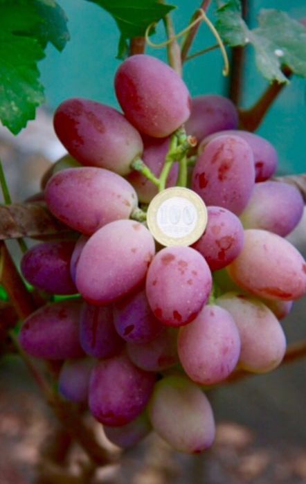 Саженцы винограда