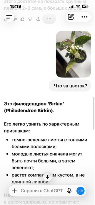 Продам комнатные цветы