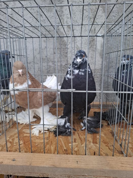 Vând 7 porumbei  gusati  de pomerania  vaccinați  și deparazitați