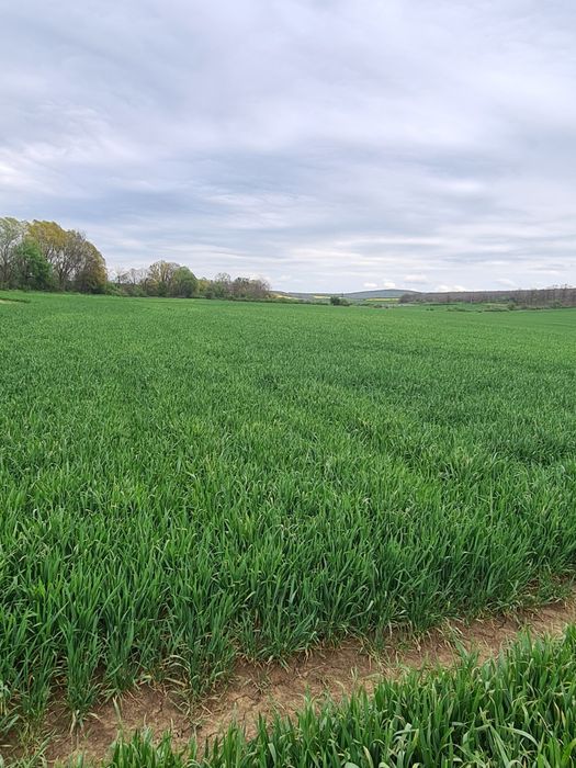 Продава се Земеделски имот в с. Ябълчево, Област Бургас -  кв.м за 2285 €/дка - Снимка #8