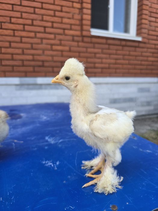 Продам!  Петушков! Цыплята!