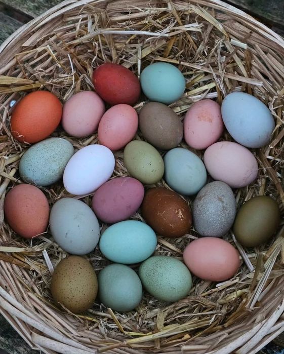 Цветни разплодни яйца