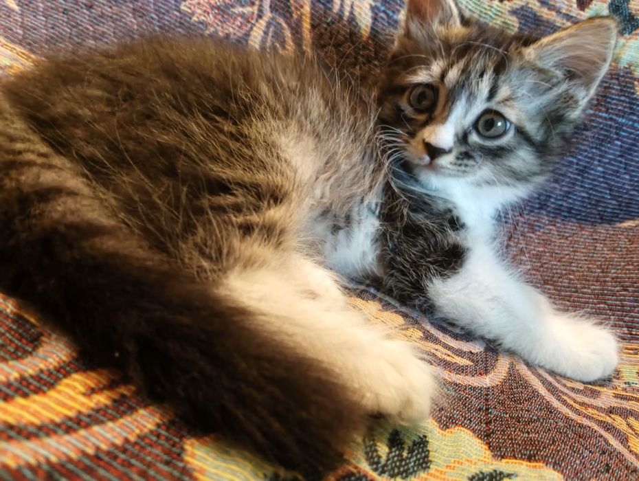 Отдам котят в хорошие руки