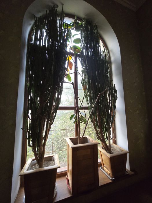 Прадается растения