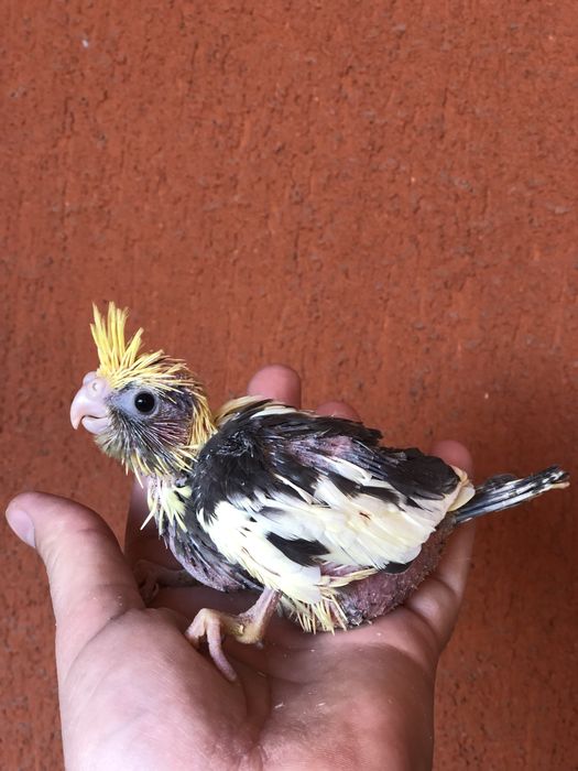 Papagali nimfa nimfe pui si maturi