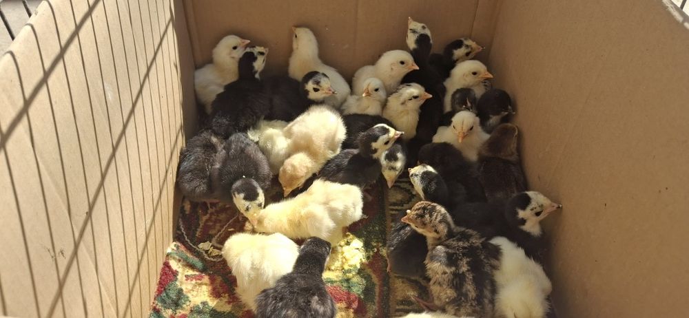 Kurka, tovuq jojalari bor domashniy sotiladi