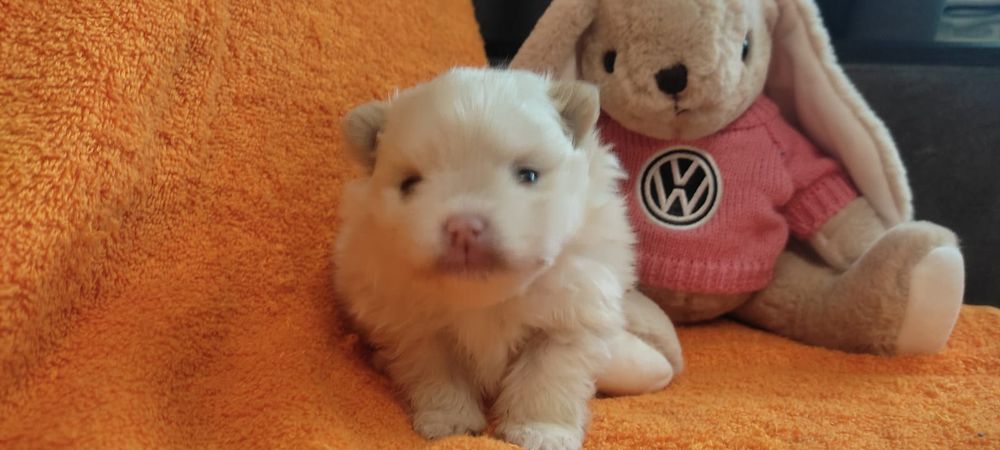 Продам щенков шпица.