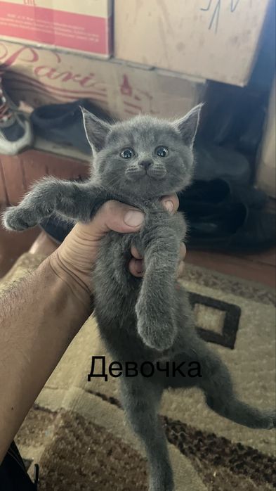 Милые котята 2 месяца