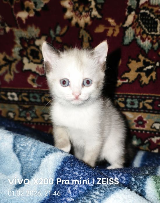 Котенок в добрые руки