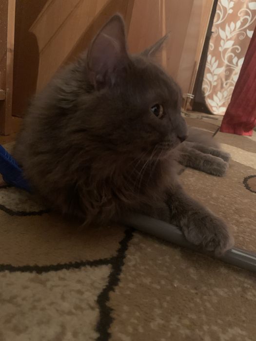 Отдам котов  бесплатно