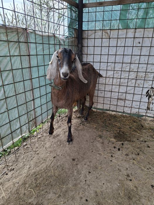 Vand  sau schimb o capra si o ieduța