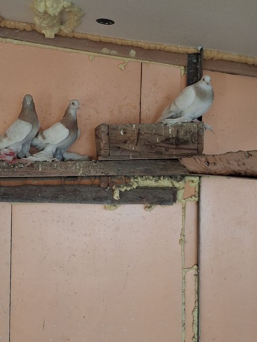 Продам голубей самцы