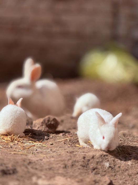 Кролики куён quyon