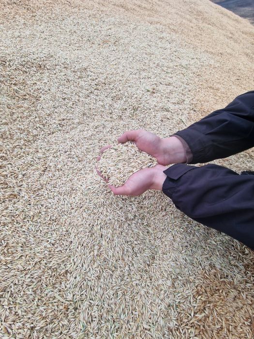 Сулы, сулу, овес кормовой