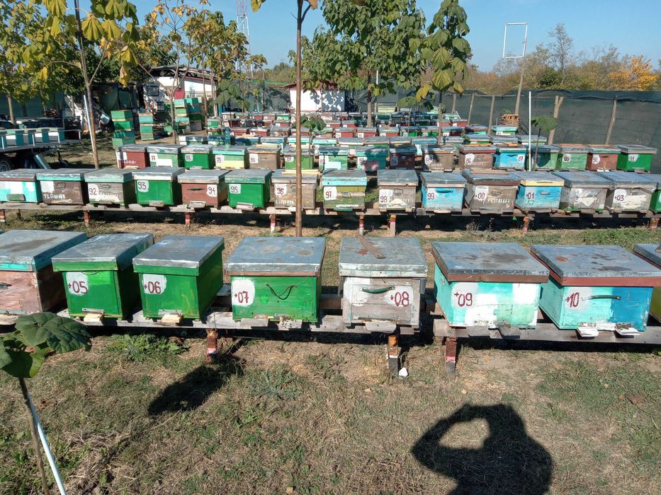 Familii de albine , roi ,mătci , anul 2026
