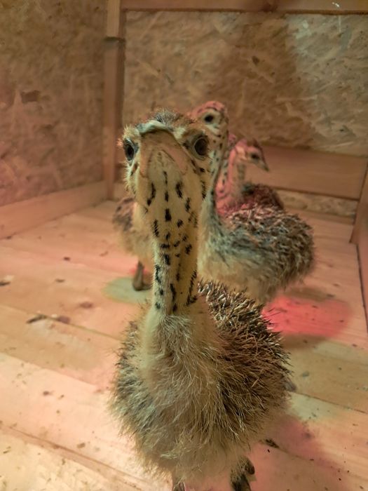 Pui de struț african